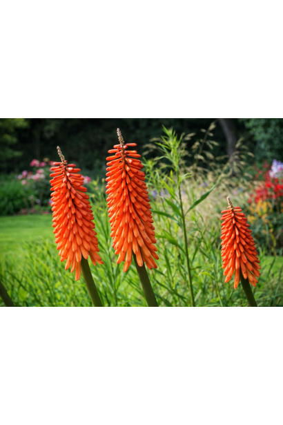 Кніфофія Альказар